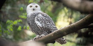Pair of snowy owls arrive at the Oregon Zoo