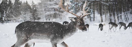 How reindeer evolved to be Santa’s perfect helper | BBC Earth