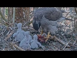 FEMALE FEEDS 4 CHICKS WITH BIRD DOVE..GOSHAWK LIVE NEST CAM. RSPB LOCH GARTEN. SCOTLAND.2023.06.10.