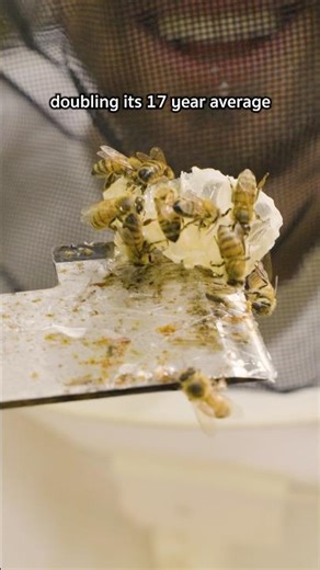 This Just Made Saving the Bees Easier!