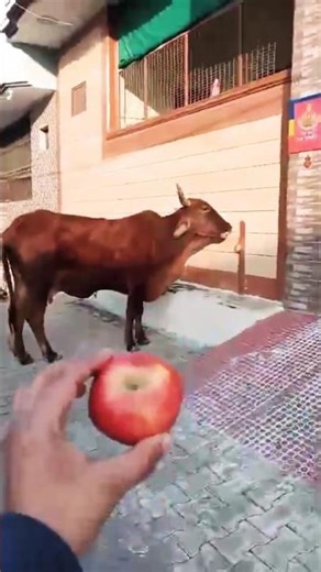 Mother cow, eat apple 🍏🍏🙏🙏 #cow #ytshorts #gaumata #trending