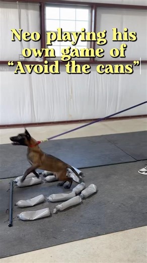 Puppy thinking smart! 😅