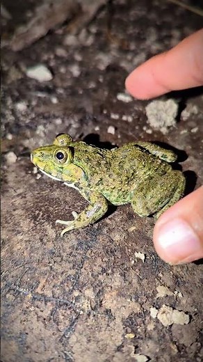 Catch Frogs FUNNIESST ANIMALS | Frogs make you laugh Boing Boing | Frog laughter Bonk Bonk