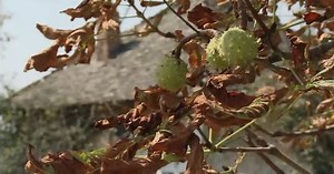 Prăpăd într-un judeţ din România. Culturi distruse de ploile acide