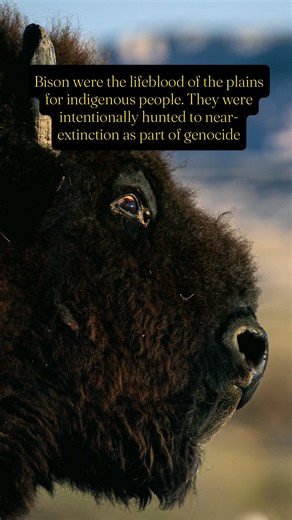 To me, bison are the most culturally and ecologically important species to conserve and restore. This video explains how they play a vital role in the ecosystem health of our heartlands, and did you know that they were intentionally hunted as a way to kill off/weaken native people? Their restoration is also a form of reparations.