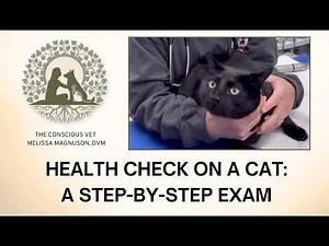 Health Check on a Cat: A Step-by-Step Exam