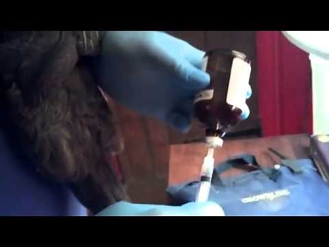 How to give a shot to a chicken - Intramuscular Injection
