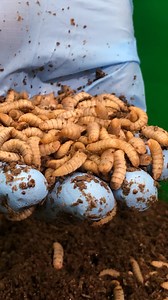 Bug farms are becoming big business