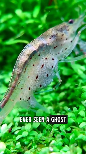 👻 Meet the ghost shrimp mom! She gently fans her eggs to keep them oxygenated, protecting dozens of future tiny see-through babies. Nature’s little caretaker! 🌊🦐✨ #GhostShrimp #ShrimpFacts #AquariumLife #AquaticWorld #ShrimpCare | GuppyKoi