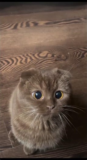 CORE_BEAST : Unit_Feline // 5 Times the Simulation glitched on Cats 📂📡 (ENTRY_XXI)
