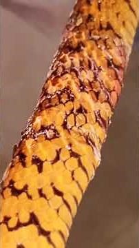 rat snakes are a popular pet snake due to their size and ease of care.