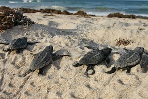 Sea turtles: Can these great marine migrators navigate rising human threats?
