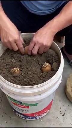Growing Paint Bucket Potatoes Is Easy #gardening #gardeningtips | DIY Balcony Garden