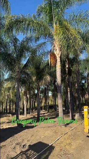 Looking for a really fat queen palm… Plumosa queen Palms at Gregory Palm Farms