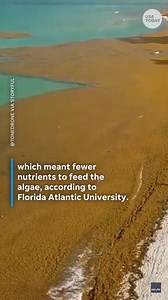 A record bloom of sargassum, a genus of seaweed, is possible this year, and it's already overtaking Florida beaches. Drone footage shows the seaweed covering Miami Beach. | USA TODAY Video