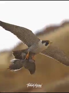 360K views · 4.6K reactions | Male Peregrine Falcon flying with a Dove #Falcons #facebookreels #reels #peregrinefalcon #reelsfacebook #reelitfeelit | Tohid Azimi | Facebook