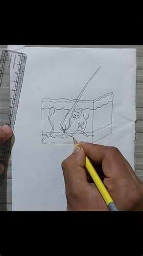 How To Draw Skin diagram Very easy step / Human Skin Diagram /Skin Diagram #biology #howtodrawskin