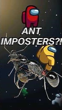 Ant Imposters!