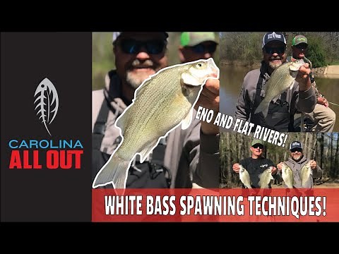 Eno and Flat River White Bass! | Carolina ALL OUT S-5/Ep10