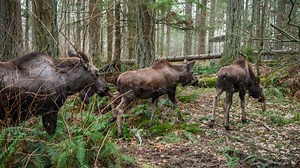 Orphaned moose from Alaska make their debut at Northwest Trek Wildlife Park
