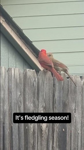 It’s Fledgling Season! Cardinals and Starlings Feeding Their Babies