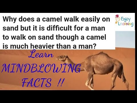 How can a CAMEL walk easily on sand but we HUMAN BEINGS can't?#scientific_facts_