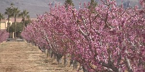 Increased pollen is good news for bees, bad news for allergy sufferers