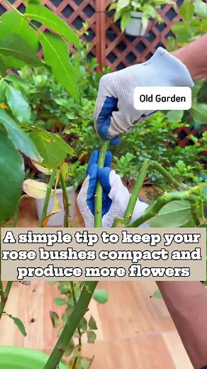 Keep Rose Bushes Compact for More Flowers