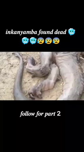 Mysterious Inkanyamba Found Dead in South Africa - Shocking Footage
