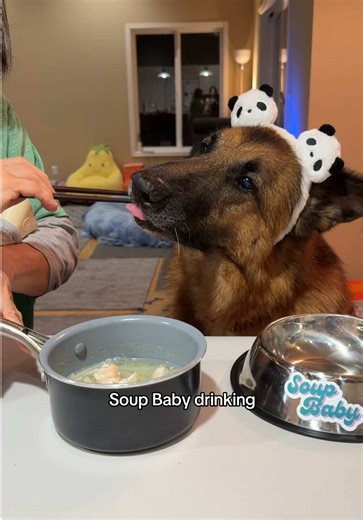 What My German Shepherd Eats: Napa Cabbage Fish Soup