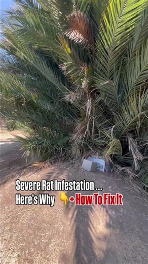 Severe Rat Infestation at This Property… Here’s What Caused It (And How to Fix It)