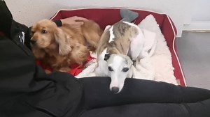 8.3K views · 1K reactions | Limerick Animal Welfare on Reels | Facebook