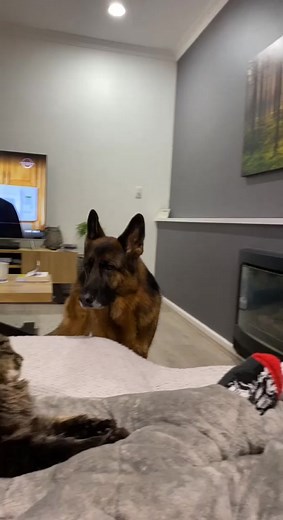 Grumpy Cat and German Shepherd Besties Interaction