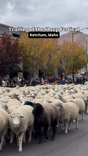 We’re in Idaho! 🐑 @trailingofthesheepfestival honors Idaho’s long sheep ranching history. Each fall, herds make their traditional journey through downtown on their way to winter pastures - a living tribute to the region’s ranching roots 📍 Ketchum, Idaho #trailingofthesheep #trailingofthesheepfestival #sheepfestival #idahoexplored #sunvalleyidaho #ketchumidaho | Detroit Eats ‘n Treats