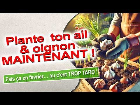 How to Grow Garlic and Onions Easily: A Complete Guide for Beginners