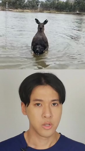 Terrifying Encounter: Kangaroo Tries to Drown Dog in Australia