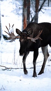 7.1K views · 952 reactions | Calm, powerful, and beautifully awkward 歷 The moose – nature’s most lovable giant!龜 #Moose #NatureLovers #WildlifeMoments #ExploreTheNorth | Sondre Eriksen Hensema Photography | Facebook