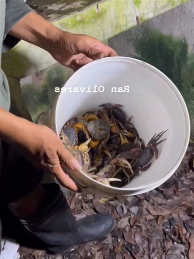 Catching Land Crabs: Primitive Skills in Action