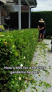 GARDENIA ‘FLORIDA’ - this has to be one of the best gardenia hedges around. It’s lush, it’s healthy and well tendered to…. Follow my key points and you too can have gardenias that thrive #andrewstark #andrewstarkgardens #andrewstarkgardendesign #gardendesign #gardendesignmelbourne #hedges #topiary #pruning #gardenreno #gardenrenovation #gardenlovers #gardenia #gardenias #gardeniahedge #fragranthedges #perfume | Andrew Stark. Garden Design
