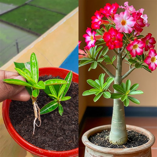 9.7K views · 27 reactions | Amazing water propagation method for grow adenium plant|| Make your garden aesthetic with adenium | Rana Craft | Facebook