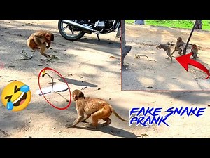 Rabber Fake Snake Banana Monkey Prank | Monkey Prank Video | Monkey Funny #PranksBitoo