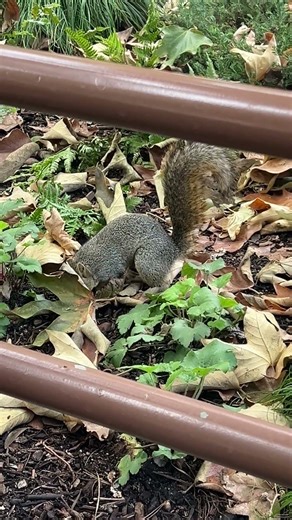 Unexpected Disney Moment | Curious Squirrel | Disney California Adventure