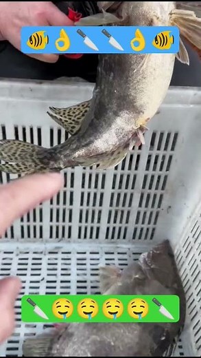 Sharpest Fish Cutting Skills Ever! ✂️🐟
