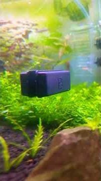 Aquarium glass cleaning #maintanence #aquarium