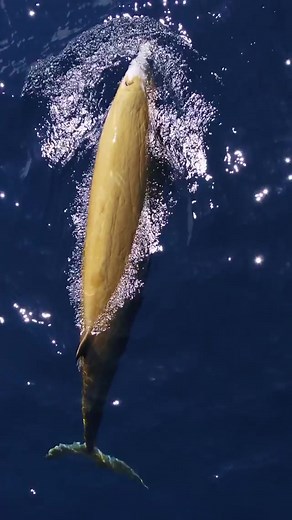 The Cuvier's beaked whale holds the record for the deepest plunge by a marine mammal. These elusive toothed whales inhabit waters deeper than 1,000 feet (300 m). The deepest & longest recorded dive of a Cuvier's beaked whale is 9,816 feet (2,992 m) and 222 minutes, descending roughly the length of eight Empire State Buildings 😮 🎥 : Gone Whale Watching San Diego | Ocean Conservation Research - OCR