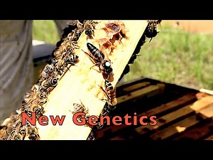 Introducing Caucasian Bees Into Our Apiary