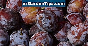 Como cuidar de uma árvore de tangerina 🌱 Dicas Jardineiros - Pt.ezGardenTips.com