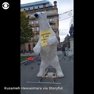 A 10-foot-tall paper ‘polar bear’ named Clarion arrived in central Glasgow on Monday after climate activists marched it 306 miles north, from Shropshire to Scotland, in time for a demonstration during the launch of the #COP26 Climate Summit. | CBS Evening News