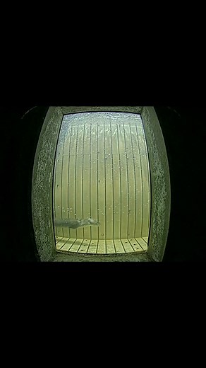 🦦 Caught on camera at the Woodbridge Dam fish ladder - a river otter on the chase! Each fall, Chinook salmon make their epic return from the Pacific Ocean to their home waters in the Mokelumne River to spawn. It’s one of nature’s greatest journeys, and along the way, they face powerful currents, changing water conditions, and natural predators like this curious otter. While it might look like an unlucky moment for the salmon, otters play an important role in keeping the river ecosystem healthy 