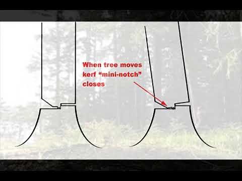 Classic Barber Chair Tree Falling Mistakes